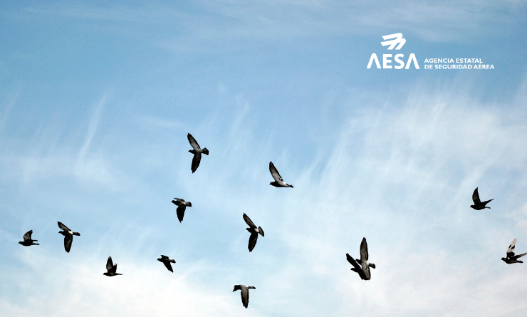 AESA actualiza su material informativo para la prevención de impactos con aves en aviación general y helicópteros