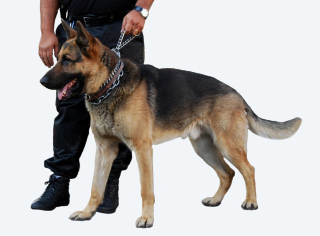 210318 binomios perros.jpg