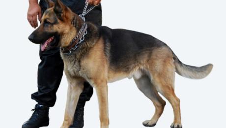 210318 binomios perros.jpg