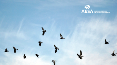 AESA actualiza su material informativo para la prevención de impactos con aves en aviación general y helicópteros
