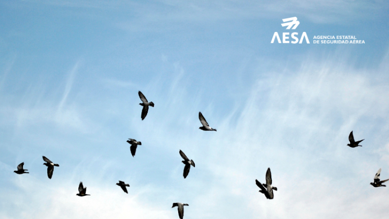 AESA actualiza su material informativo para la prevención de impactos con aves en aviación general y helicópteros